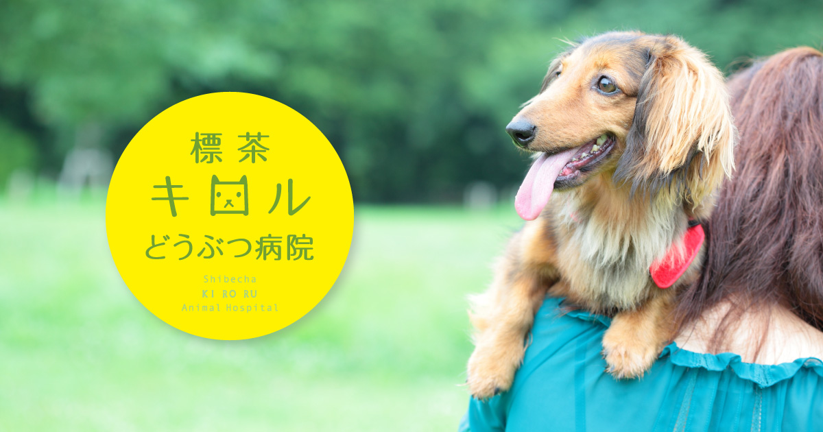 症例報告 学会発表 - 標茶キロルどうぶつ病院